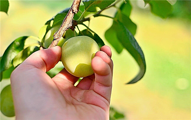 Soberbo cuidado de Denniston: Como cultivar árvores de ameixa excelente de Denniston
