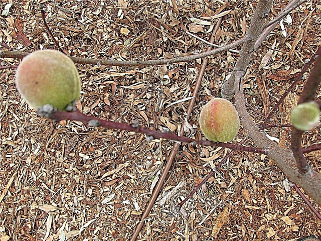 Augošie Babcock persiki: padomi Babcock persiku koku kopšanai