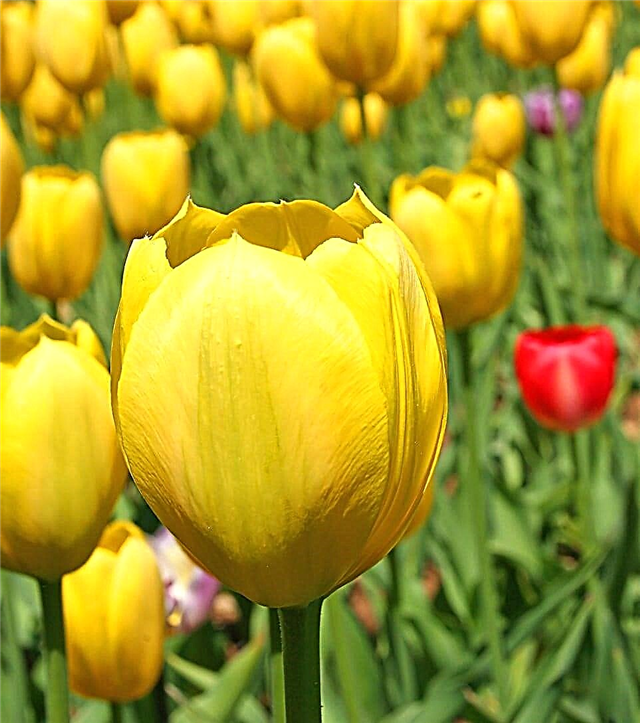 ¿Qué son los tulipanes Darwin? Aprenda sobre el cuidado de los tulipanes híbridos Darwin