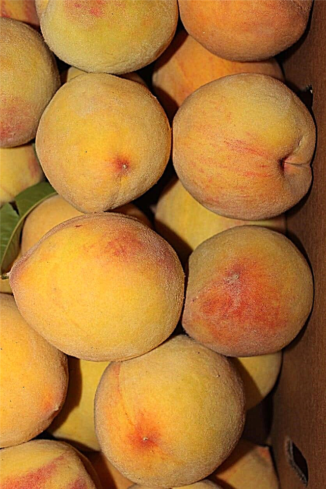Elberta Peach Trees - كيفية زراعة شجرة خوخ ألبرتا