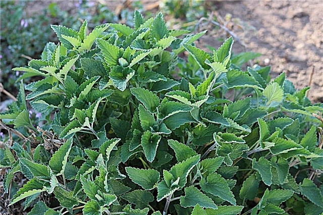 개박하 식물 종류 : Nepeta의 다른 종 성장