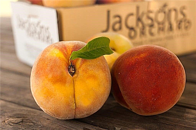 Kas ir sāncenša persiks - padomi skuvekļu persiku audzēšanai