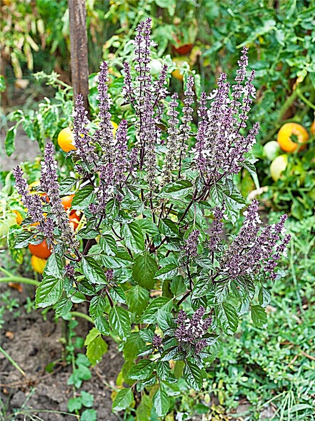 Hva er Queen of Sheba Basil: How To Grow Queen of Sheba Basil Herbs