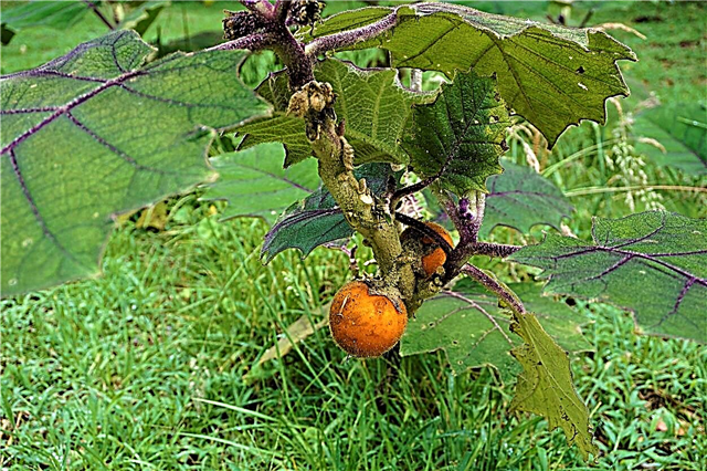 Memberi Makan Tumbuhan Naranjilla - Bagaimana dan Bilakah Membaja Naranjilla