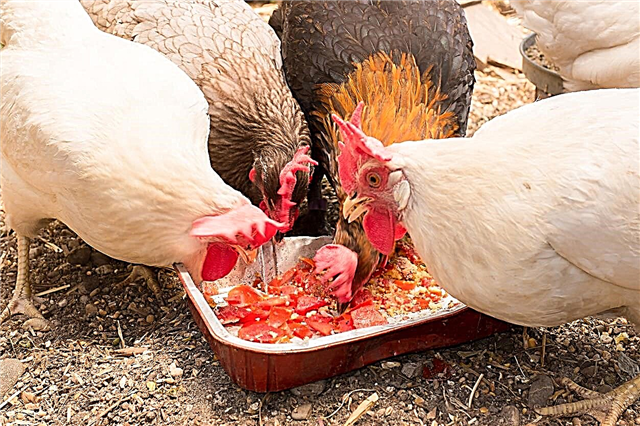הזנת עוף DIY: למד אודות גידול הזנת עוף טבעית