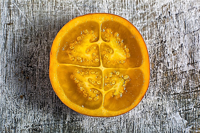 A Naranjilla-é nem gyümölcs: Miért nem fogja a Naranjilla-gyümölccsem?