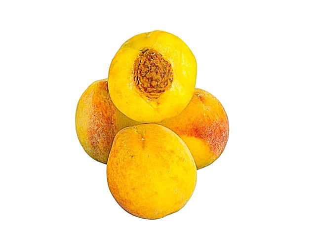 Pêssegos amarelos populares - pêssegos crescentes que são amarelos