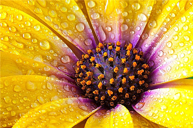 Wasserbedarf für Ringelblumen - Erfahren Sie, wie Sie Ringelblumen gießen