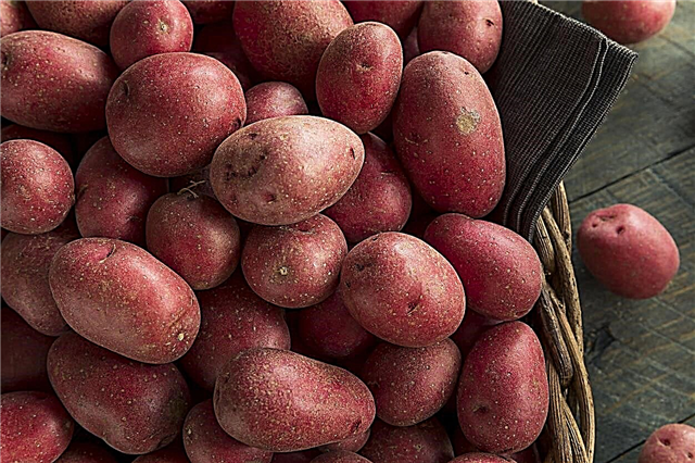 Variedades de batata vermelha - batatas em crescimento com pele e carne vermelhas
