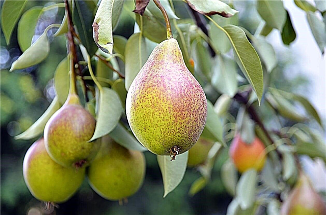 Poiriers et froid: en savoir plus sur les heures de refroidissement des poires pour la fructification