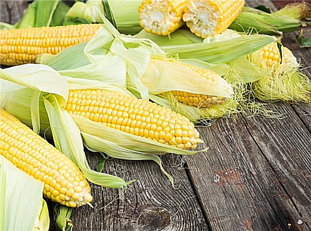 Csemegekukorica fajták - A legjobb édes kukorica fajták a kertben történő növekedéshez
