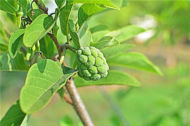 Qu'est-ce qu'un cherimoya - Informations et conseils d'entretien sur l'arbre Cherimoya