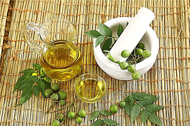 Azadirachtin vs. Aceite de neem: ¿son la azadiractina y el aceite de neem lo mismo?