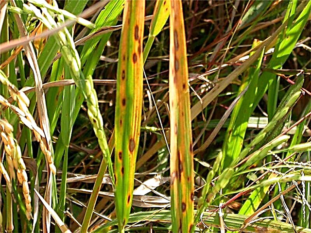 Was ist Reis Brown Leaf Spot - Behandlung von braunen Flecken auf Reispflanzen