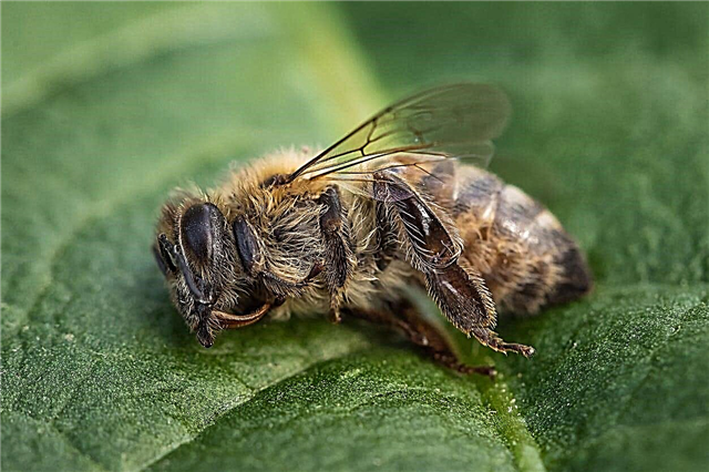 मधुमक्खी खतरा लेबल - मधुमक्खी खतरा चेतावनी क्या हैं