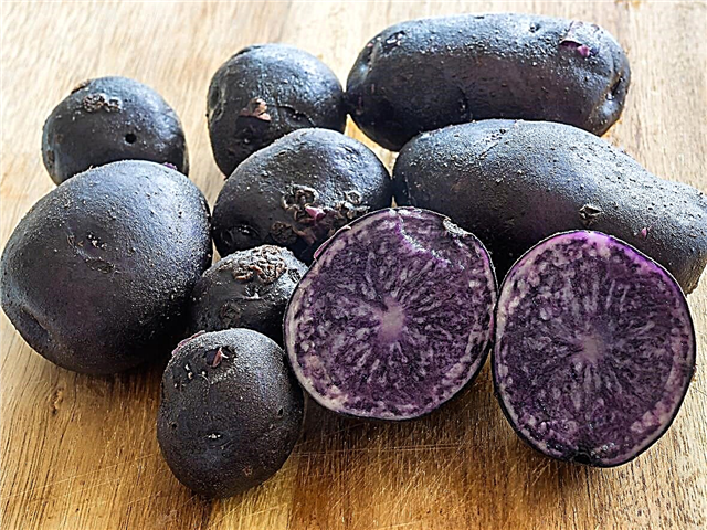 紫のジャガイモの成長：青と紫のジャガイモの品種