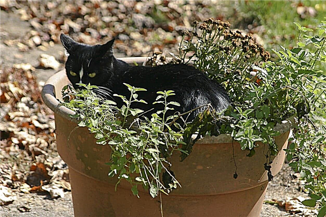 Plantando Catnip Em Uma Panela - Como Crescer Catnip Em Recipientes