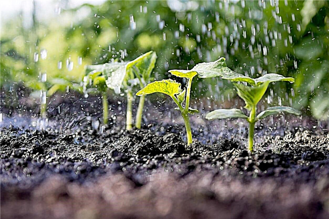 Guía de fertirrigación: ¿es la fertirrigación buena para las plantas?