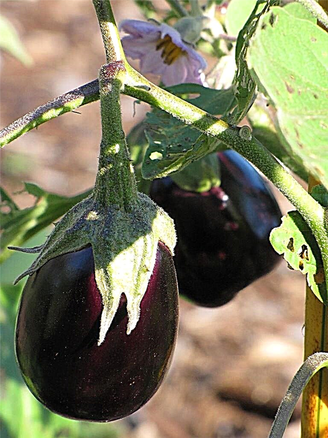 Black Beauty Eggplant Info: Hoe een Black Beauty Eggplant te laten groeien