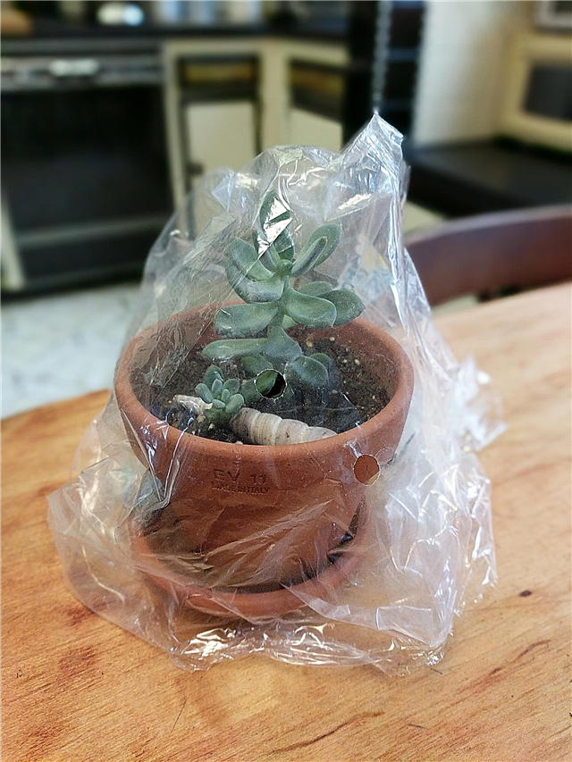Qu'est-ce qu'une serre à sacs en plastique: conseils pour couvrir les plantes avec des sacs en plastique