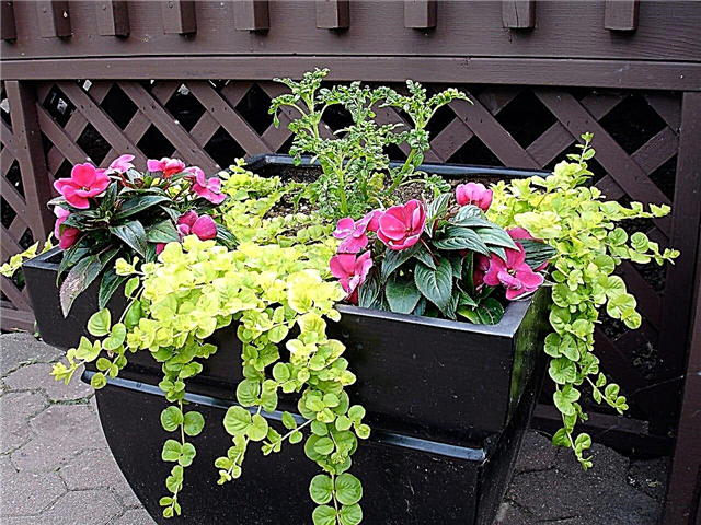 Container Grown Creeping Jenny: Care For Creeping Jenny In A Pot