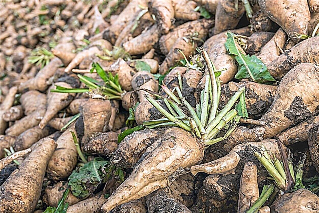 Chicorée-Pflanzenernte: Wie man Chicorée-Wurzeln im Garten erntet