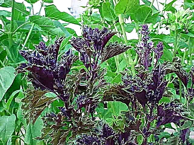 Basil 'Purple Ruffles'-informatie - Hoe een paarse Ruffles-basilicumplant te laten groeien