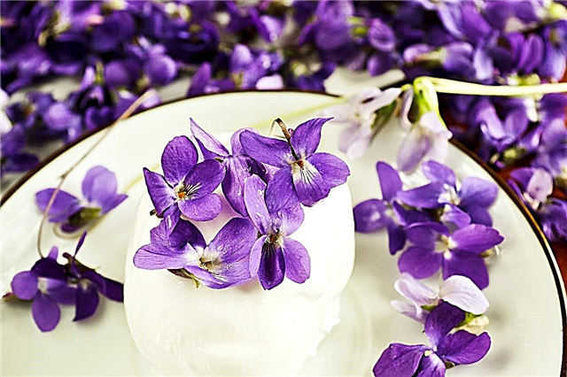 Hoa violet có thể ăn được - Hoa violet sử dụng trong nhà bếp