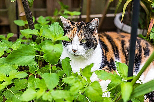 Ai-je de la menthe à chat ou de l'herbe à chat: l'herbe à chat et la menthe à chat sont-elles la même plante?
