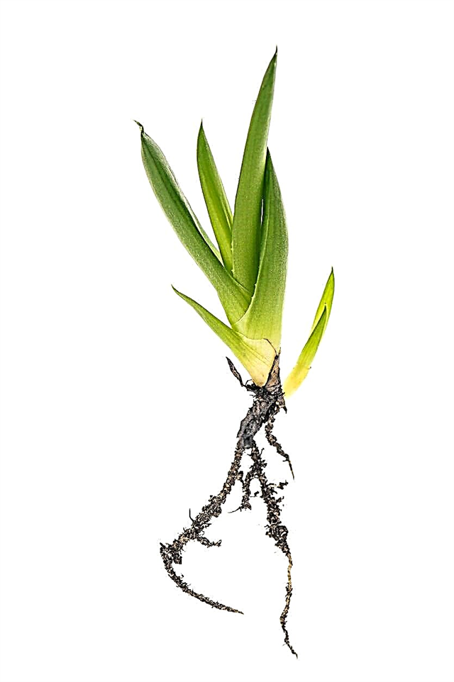 Wie man Aloe-Welpen bekommt: Gründe, warum keine Welpen auf Aloe-Pflanzen sind