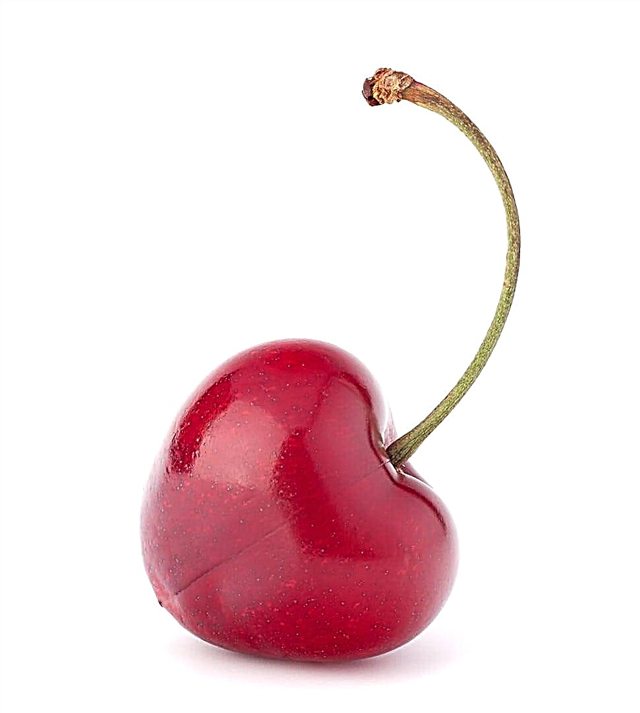 Sweetheart Cherry Info: Pouvez-vous cultiver des cerises chérie à la maison