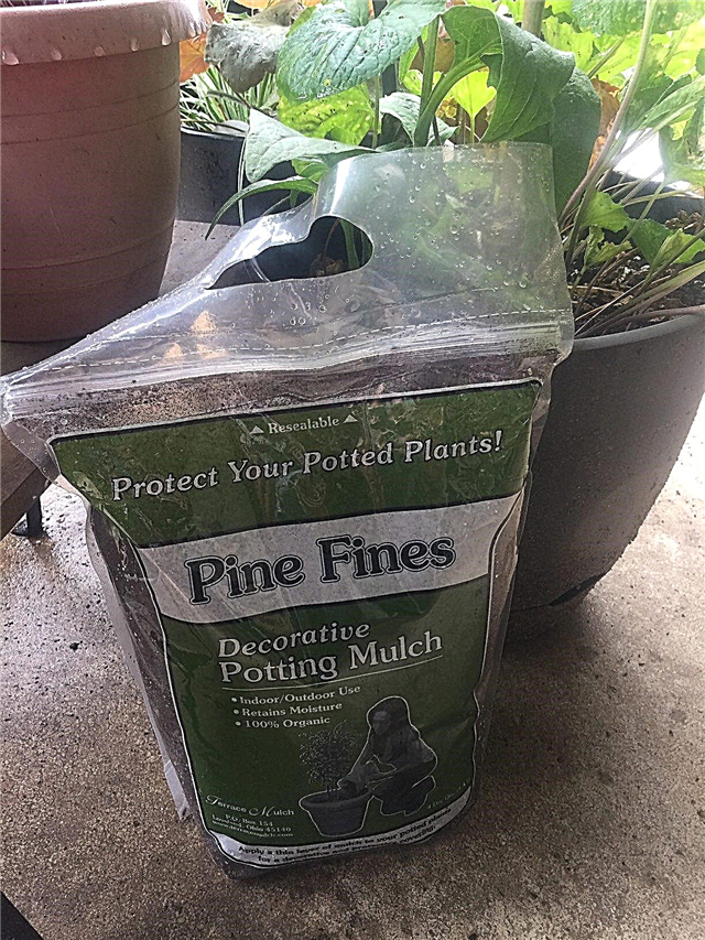 Que sont les amendes de pin - Comment utiliser les fines de pin avec votre sol
