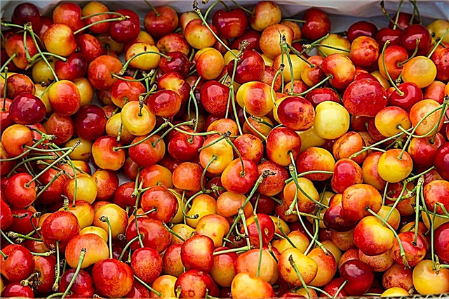Informacija apie „Rainier Sweet Cherry“ - kaip auginti „Rainier“ vyšnias