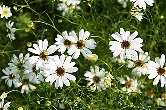 Swan River Daisy Growing - Lees meer over Swan River Daisy Care