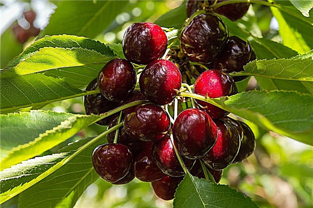 Cristalina Cherry Care - Consejos para cultivar cerezas Cristalina