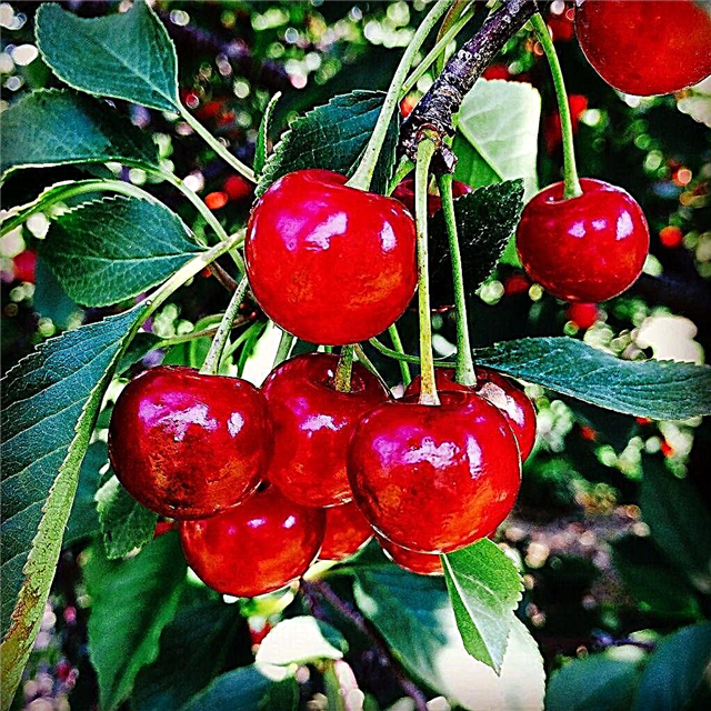 Montmorency Cherry Info: Jak pěstovat třešně Montmorency Tart