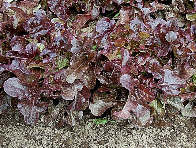 Шта је зелена салата Осцарде: Сазнајте како узгајати биљке осцарде салате