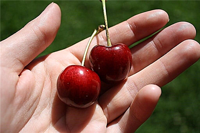 Stella Cherry Information: Was ist eine Stella Sweet Cherry?