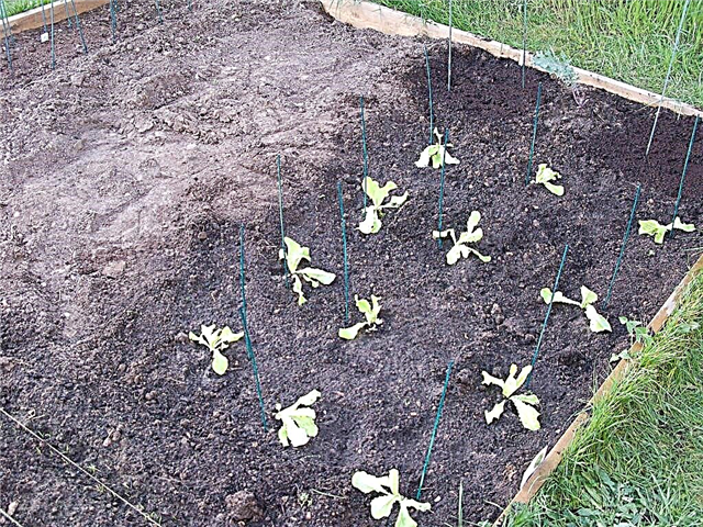 Cuidados com a alface Tom Thumb - Aprenda sobre o cultivo de plantas de alface 'Tom Thumb'