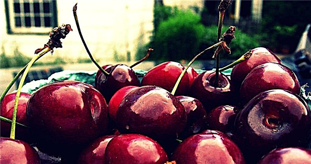 Info o Ulster Cherry - Saznajte više o njezi trešnjevaca