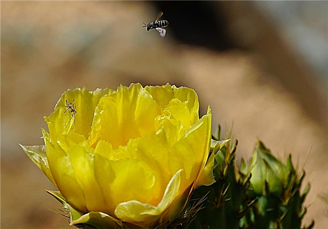 Grădină cu suc de polenizatori - Cum să crești suculentele care atrag albinele și multe altele