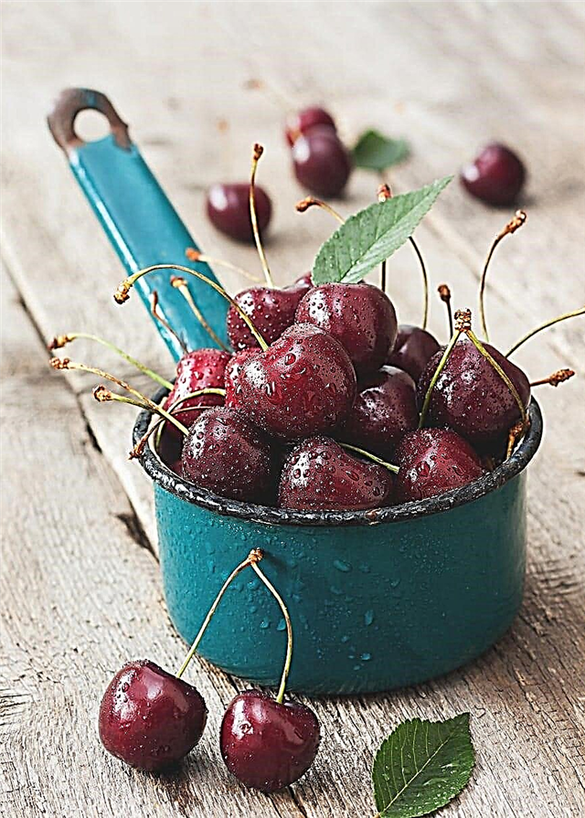Información sobre Van Cherry Care: aprenda sobre el cultivo de Van Cherries