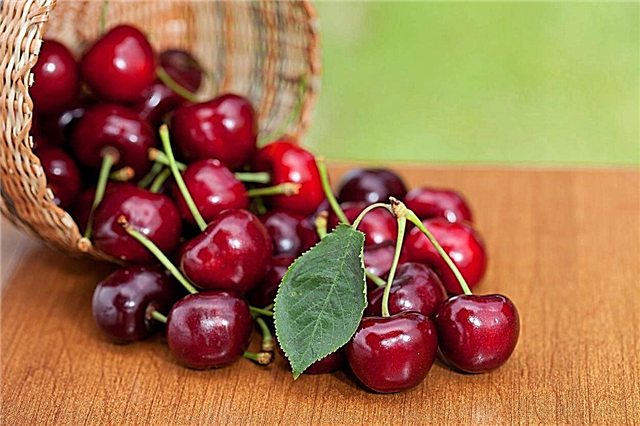 زراعة الكرز Chelan: تعرف على Chelan Cherry Tree Care