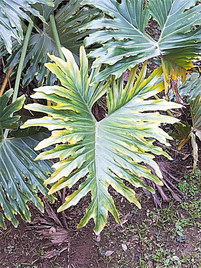 Split Leaf Elephant Ear Plant: Was ist ein Selloum Philodendron?