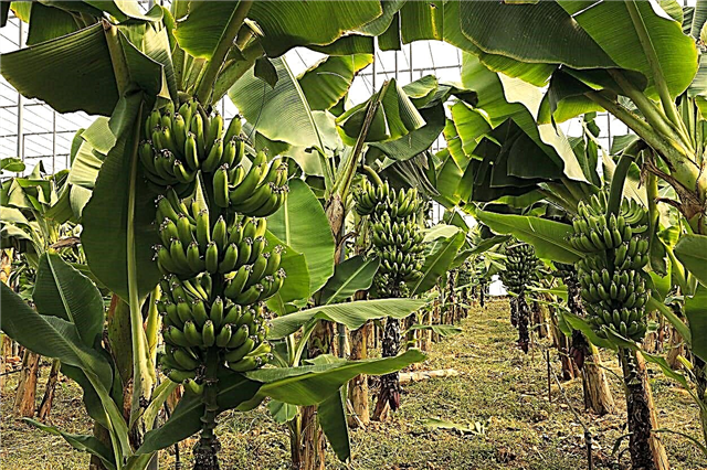 עצי בננות אזור 9 - בחירת צמחי בננה לנופי אזור 9