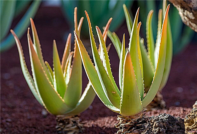 Agave Or Aloe - Hvordan forteller Agave And Aloe Apart