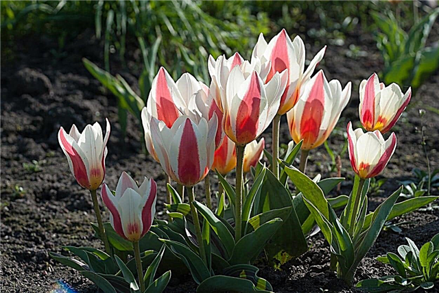 Flores da tulipa de Greigii - tulipas crescentes de Greigii no jardim