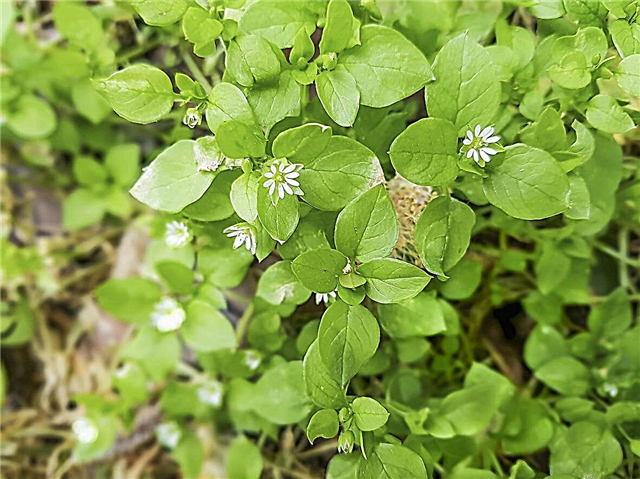 ¿Se puede comer pamplina - Uso herbario de plantas de pamplina