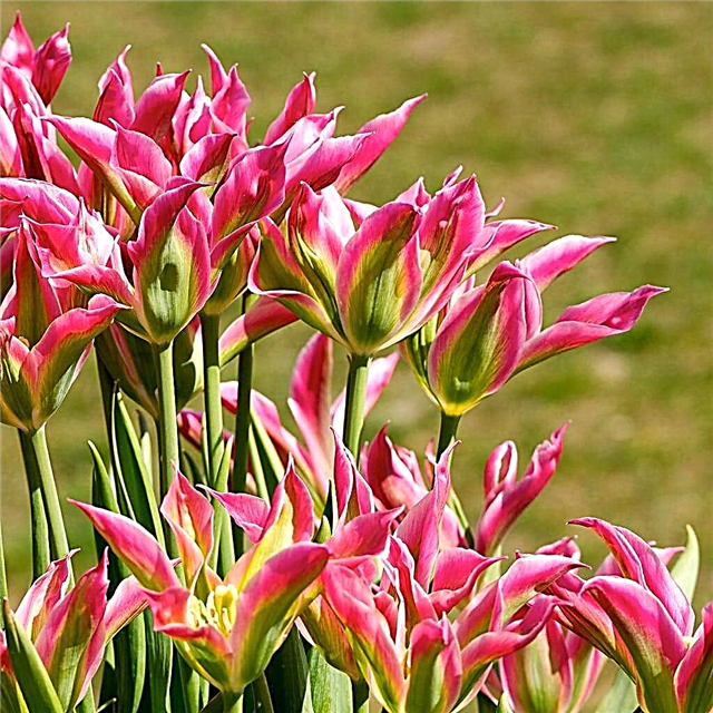 Viridiflora Tulip معلومات: كيف تزرع الزنبق Viridiflora