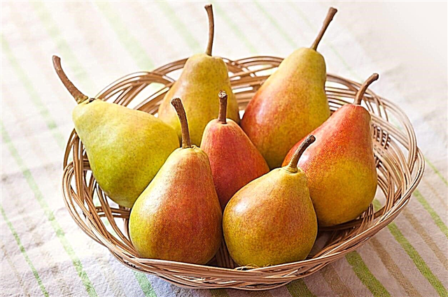 甘美な梨の木のケア–甘美な梨の成長のためのヒント